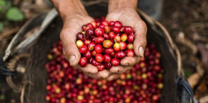 Por falta de mano de obra, caficultores dominicanos podrían perder más de RD$6 mil millones de pesos en cosechas