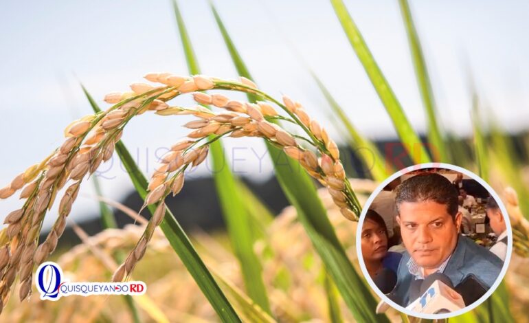 Excedente de arroz provoca pérdidas millonarias: productores estiman RD$4,000 millones