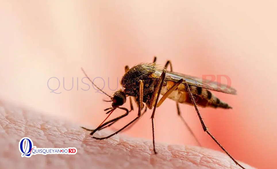 Malaria en RD: tres provincias registran el 95 % de los contagios