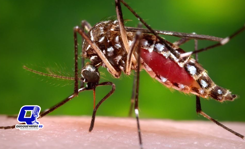 Alerta en Florida por el mayor brote de dengue registrado en más de una década