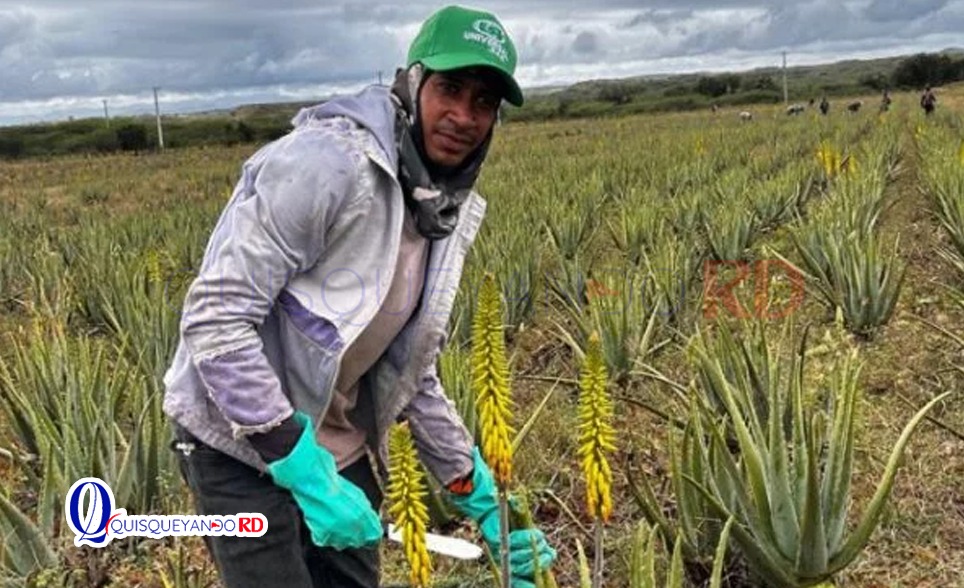 El auge del “oro verde” en Monte Cristi: una multinacional que genera US$8 millones